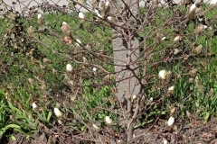 Drzewko-Magnolii-rozkwitajace-paki